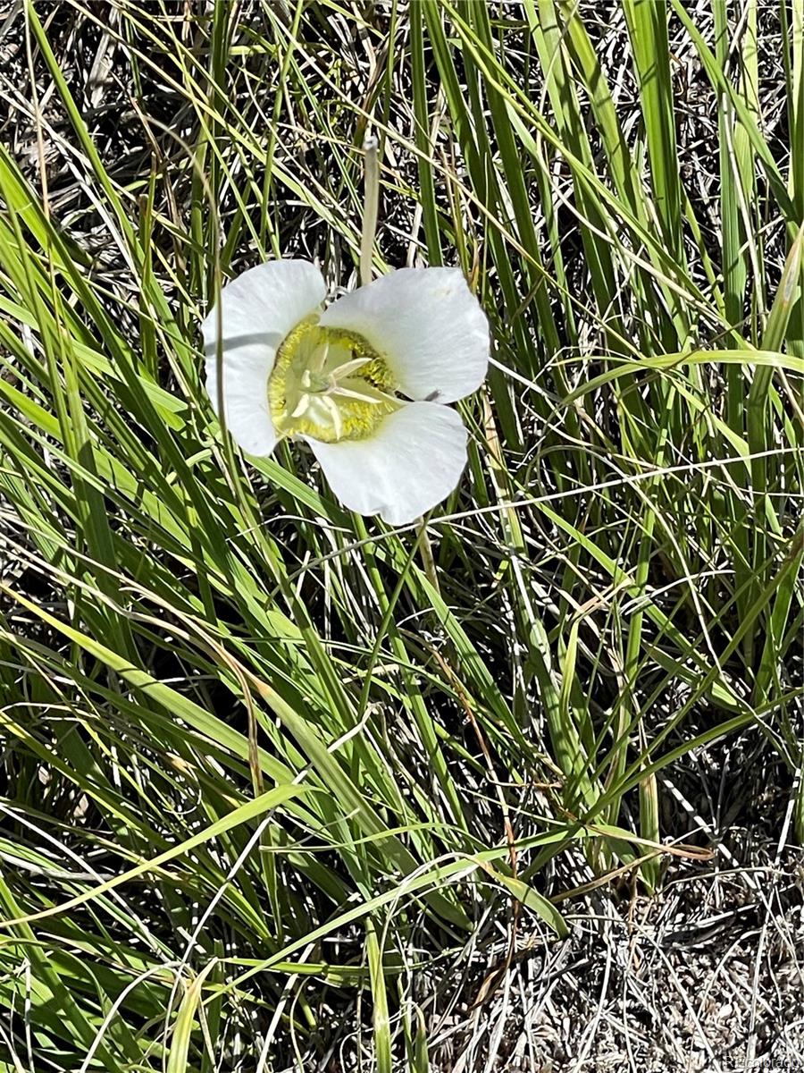 98 Wisp Lane Bailey, CO 80421 - Photo 10 of 25