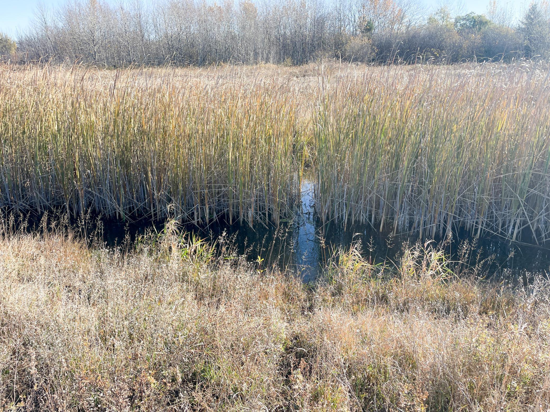 Tbd 380th Street Northwest Newfolden, MN 56738 - Photo 49 of 54