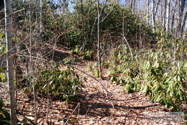 345 Locust Ridge Road Beech Mountain, NC 28604 - Photo 3 of 4