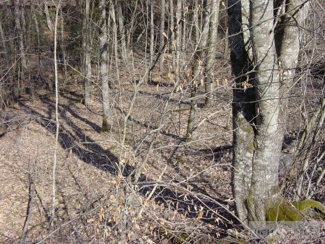 345 Locust Ridge Road Beech Mountain, NC 28604 - Photo 4 of 4