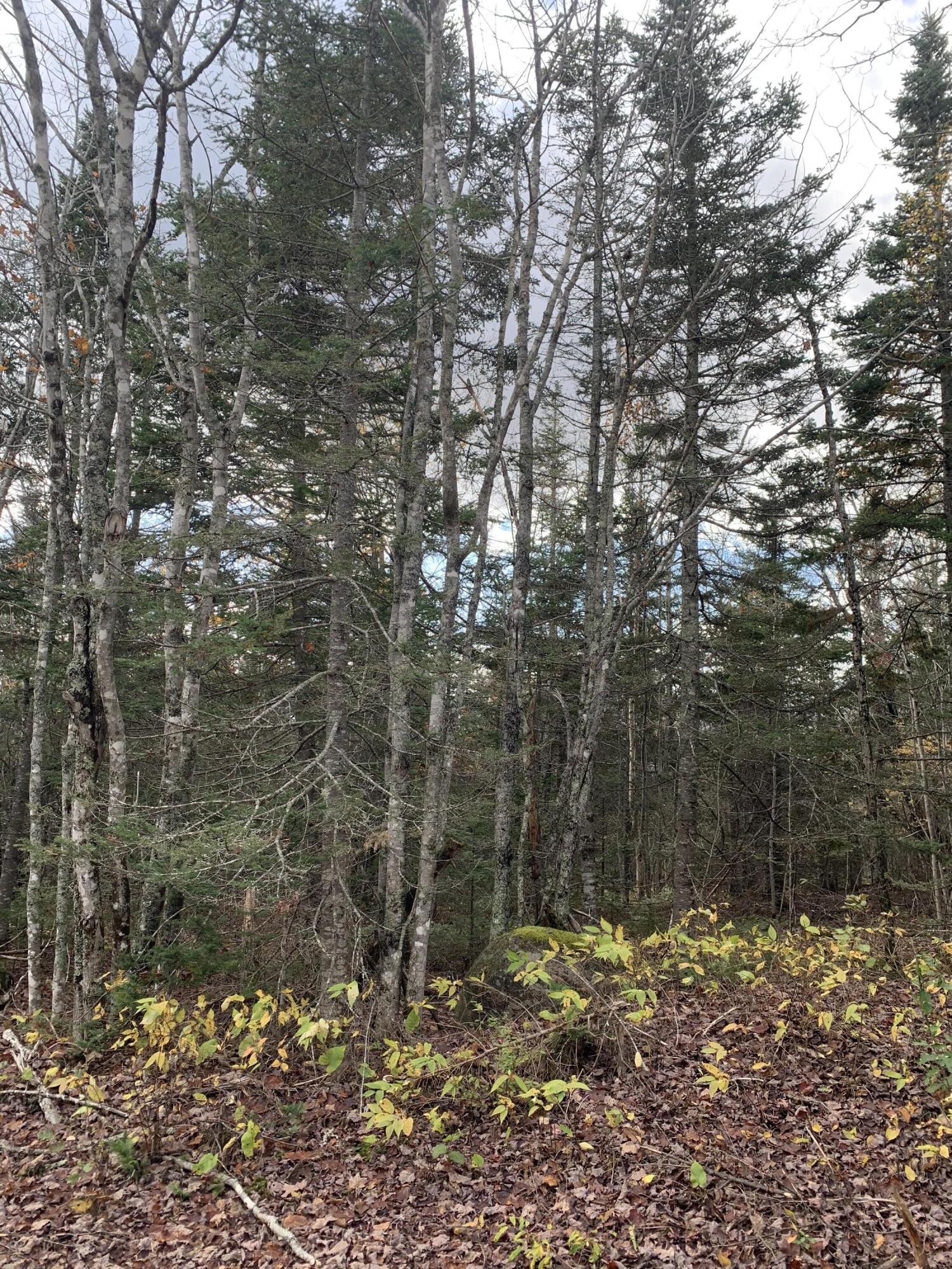 Lot 2-20 Yellow Birch Road Whiting, ME 04691 - Photo 2 of 4 IMG_3131