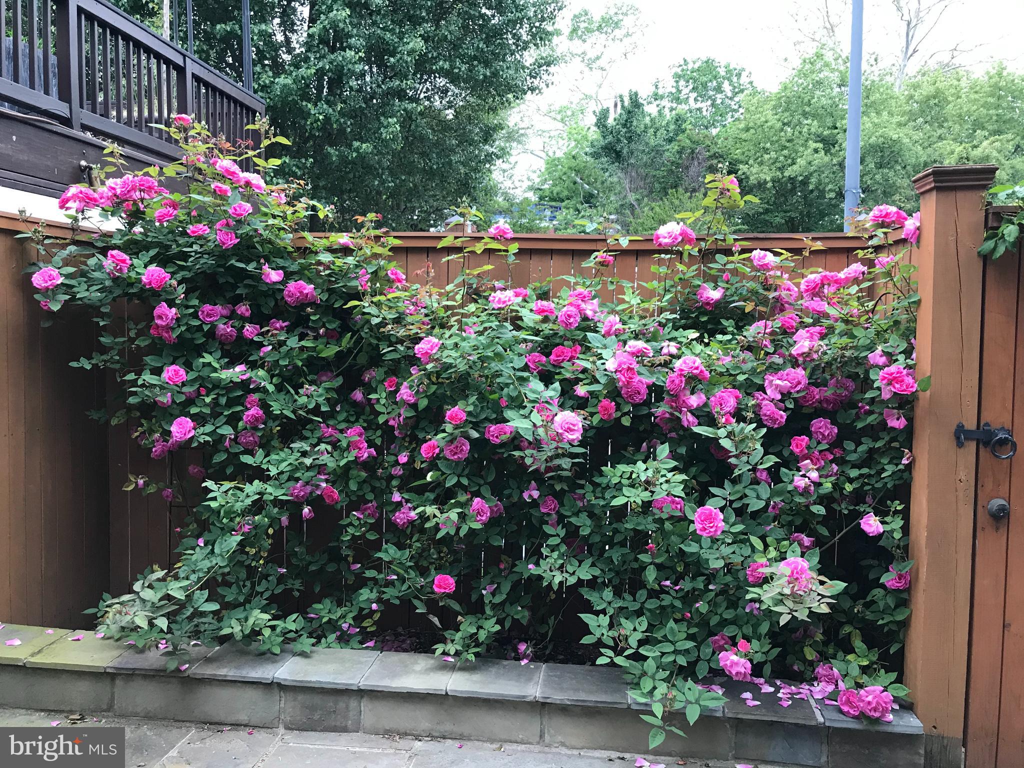 2442 20th Street Northwest, Unit B Washington, DC 20009 - Photo 14 of 15 a view of a flower in a garden