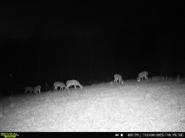 421 South Main Street English, IN 47118 - Photo 57 of 66 FROM SELLERS CAMERA- DEER