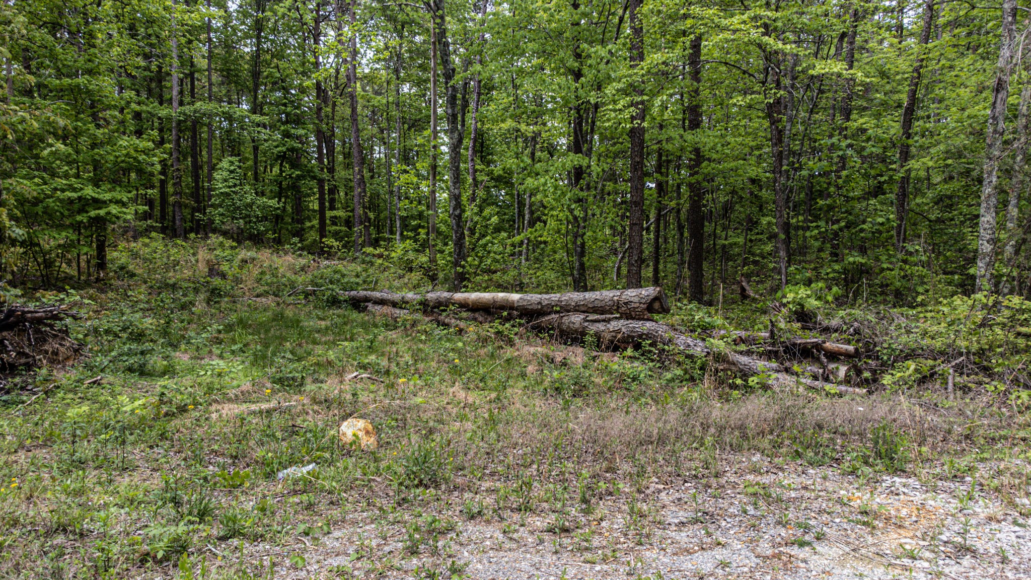0 Co Road Bridgeport, AL 35740 - Photo 4 of 27 Gallery Image 4