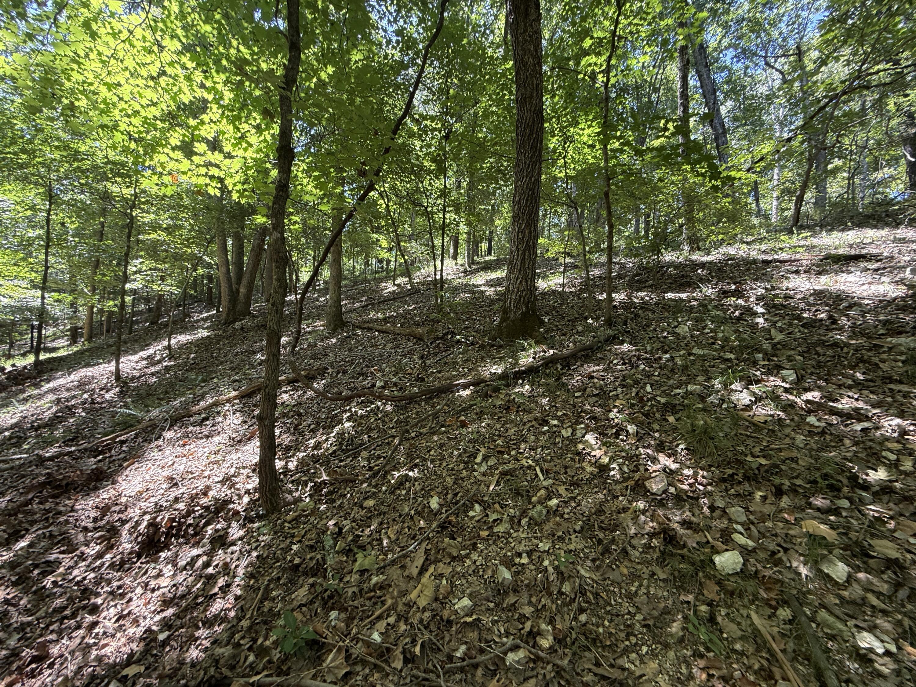 5219 Cowan Ridge Road Powell, MO 65730 - Photo 23 of 24 IMG_8525