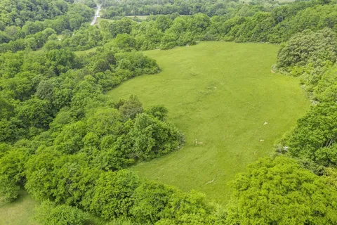 a view of a trees with a yard
