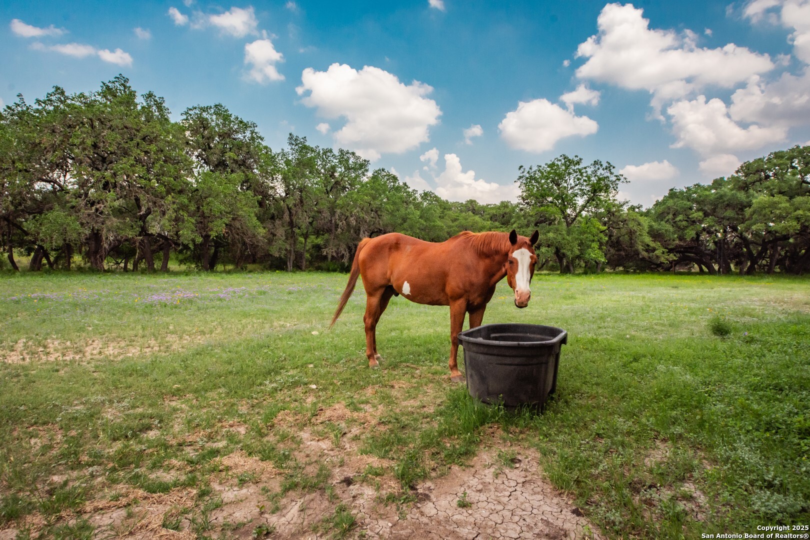 26701 Fm 470 Utopia, TX 78884 - Photo 32 of 36 a backyard of a house with table and chairs