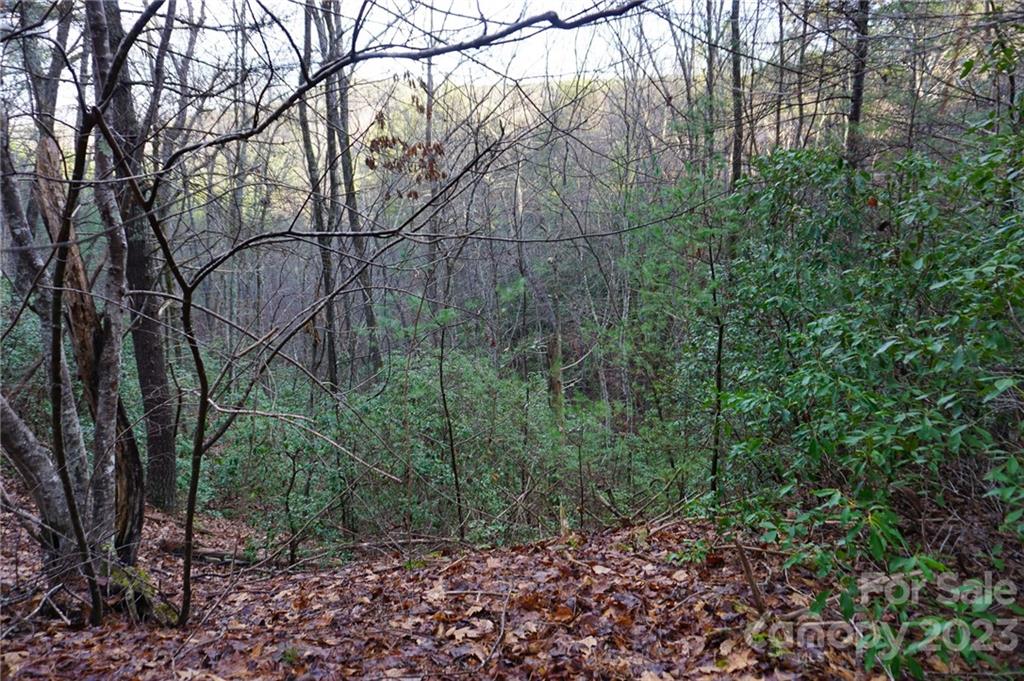 Lot 11 Destiny Dr Mill Spring, Unit LOT 11 Mill Spring, NC 28756 - Photo 15 of 28 a view of a forest filled with trees