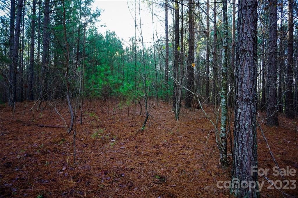 Lot 11 Destiny Dr Mill Spring, Unit LOT 11 Mill Spring, NC 28756 - Photo 3 of 28 a view of a forest