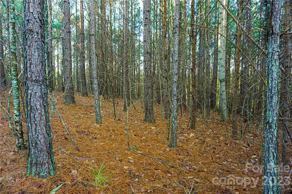 Lot 11 Destiny Dr Mill Spring, Unit LOT 11 Mill Spring, NC 28756 - Photo 4 of 28 a view of outdoor space with lots of trees