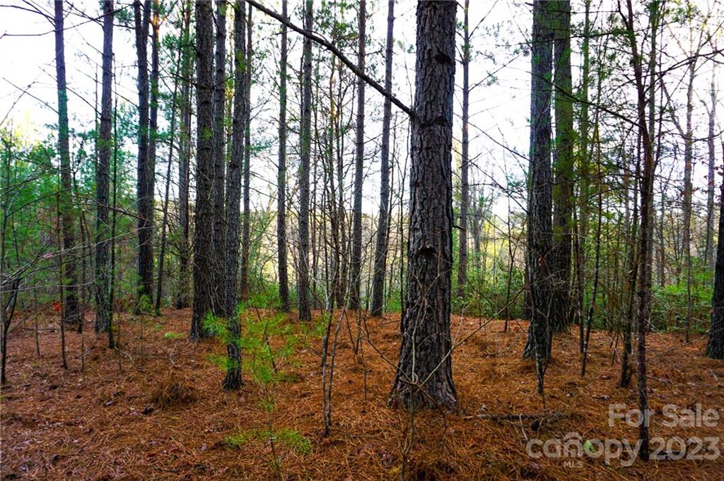 Lot 11 Destiny Dr Mill Spring, Unit LOT 11 Mill Spring, NC 28756 - Photo 5 of 28 a view of outdoor space with lots of trees