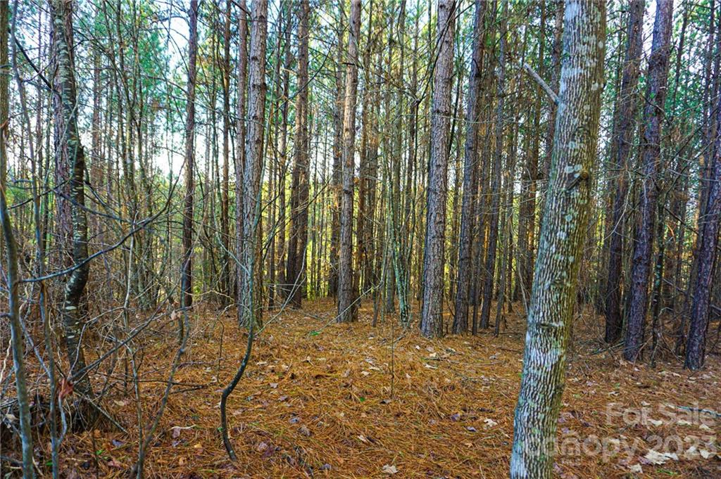 Lot 11 Destiny Dr Mill Spring, Unit LOT 11 Mill Spring, NC 28756 - Photo 7 of 28 a view of outdoor space with lots of trees