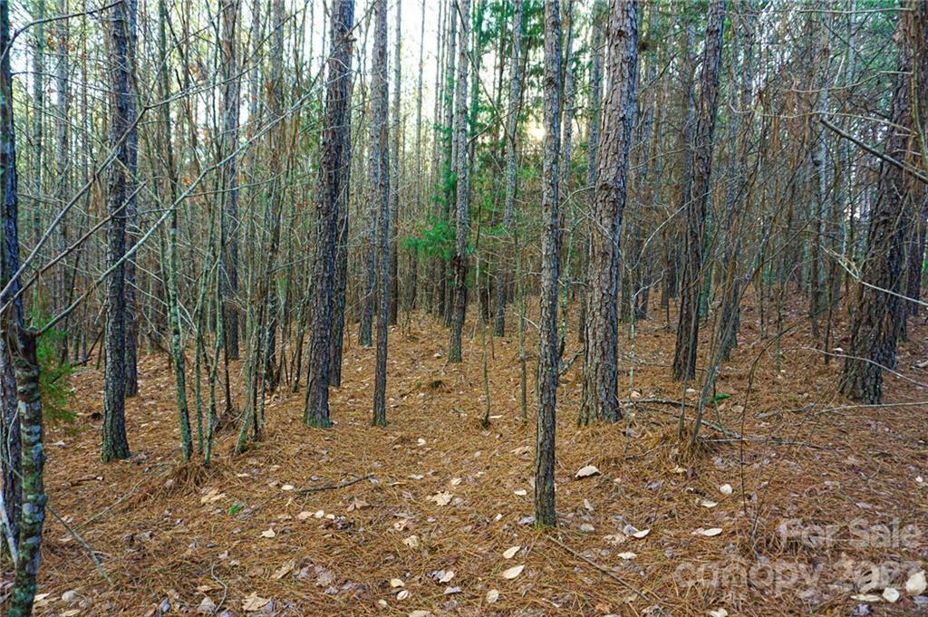 Lot 11 Destiny Dr Mill Spring, Unit LOT 11 Mill Spring, NC 28756 - Photo 8 of 28 a view of forest