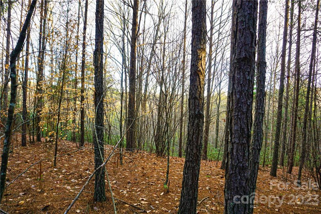 Lot 11 Destiny Dr Mill Spring, Unit LOT 11 Mill Spring, NC 28756 - Photo 9 of 28 a view of outdoor space with lots of trees