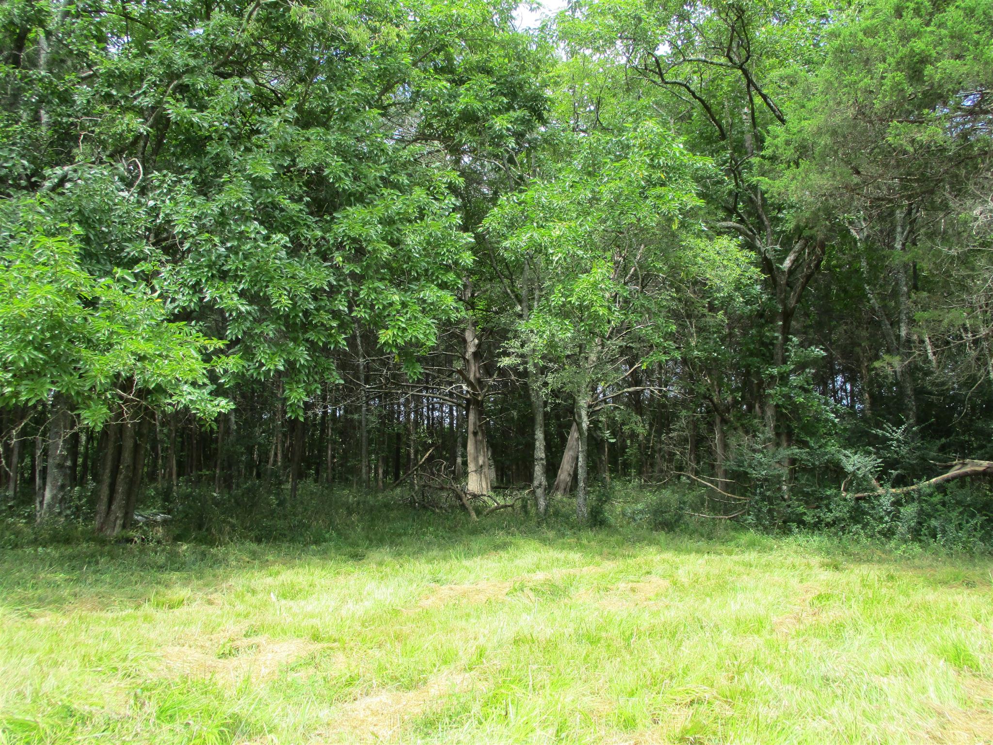 21 Hunters Point Pike Lebanon, TN 37087 - Photo 8 of 9 Gallery Image 8