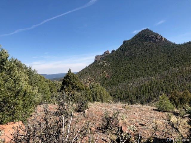 Cathedral Trail Pine, CO 80470 - Photo 13 of 19 a view of a dry yard with trees