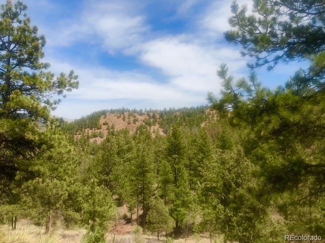 Cathedral Trail Pine, CO 80470 - Photo 5 of 19 a view of a bunch of trees and bushes