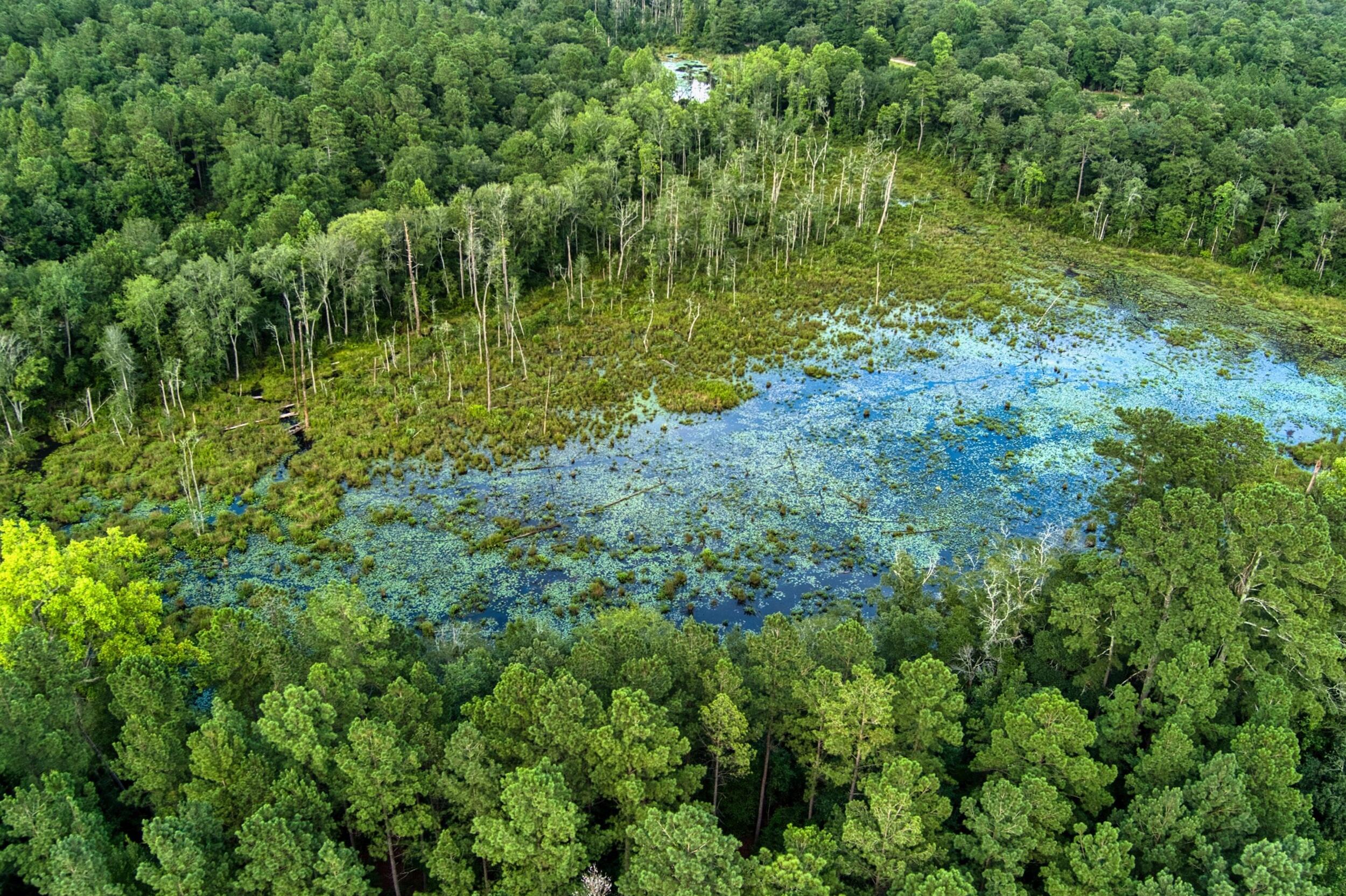 64.7-acres Salley Road Salley, SC 29137 - Photo 8 of 17 11_max_0098_hdr