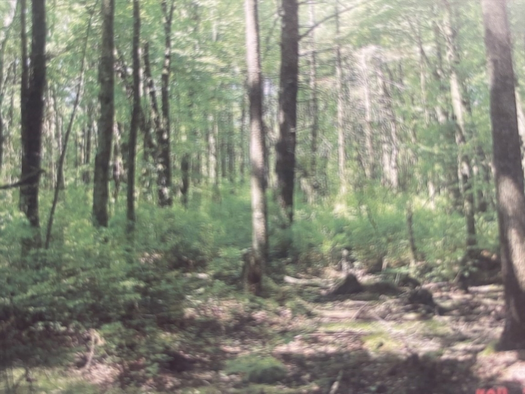 70 Wheaton Avenue Rehoboth, MA 02769 - Photo 42 of 42 a view of a forest that has large trees
