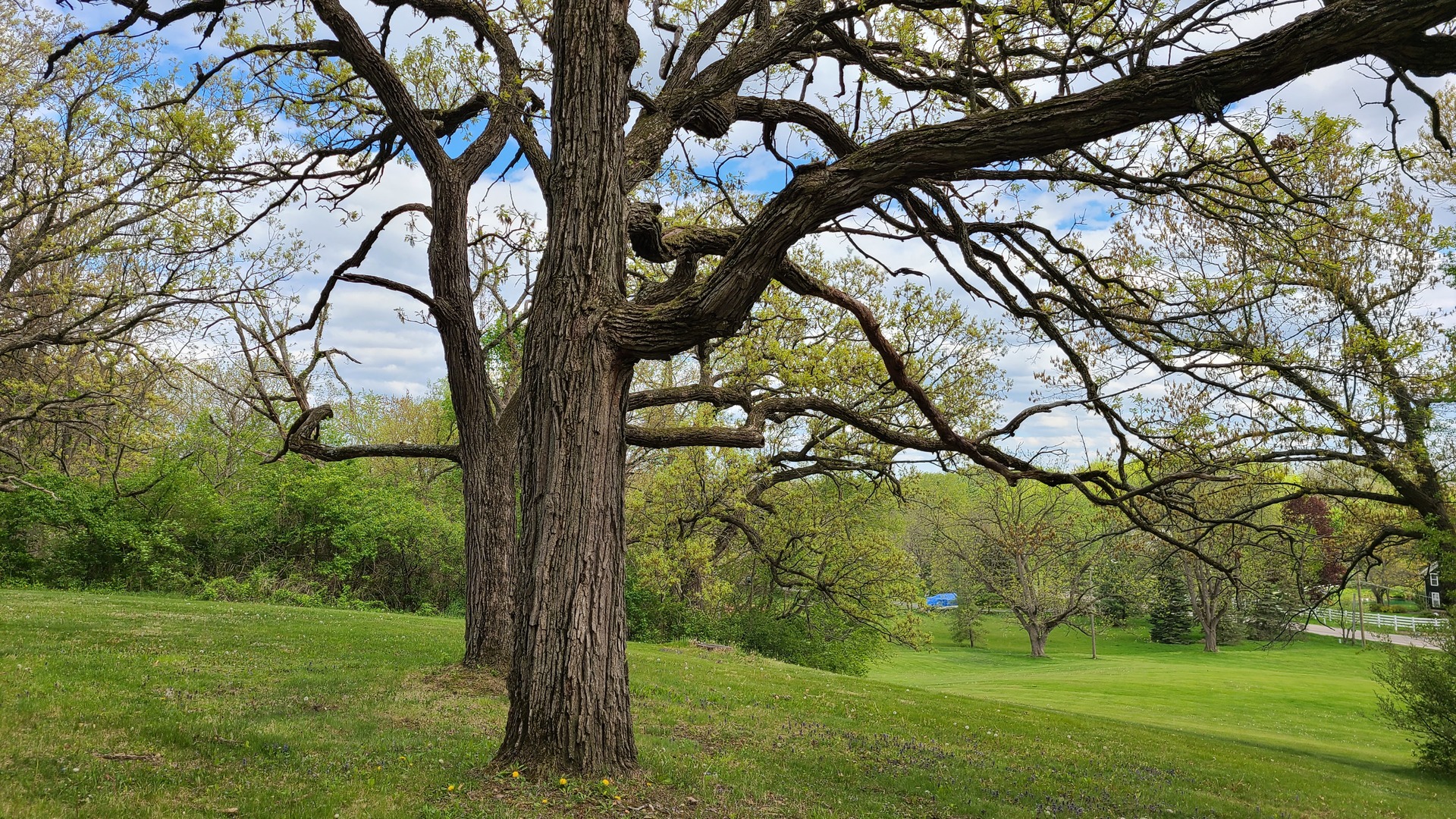 41W898 Beith Road Elburn, IL 60119 - Photo 11 of 82 a view of a trees in a yard
