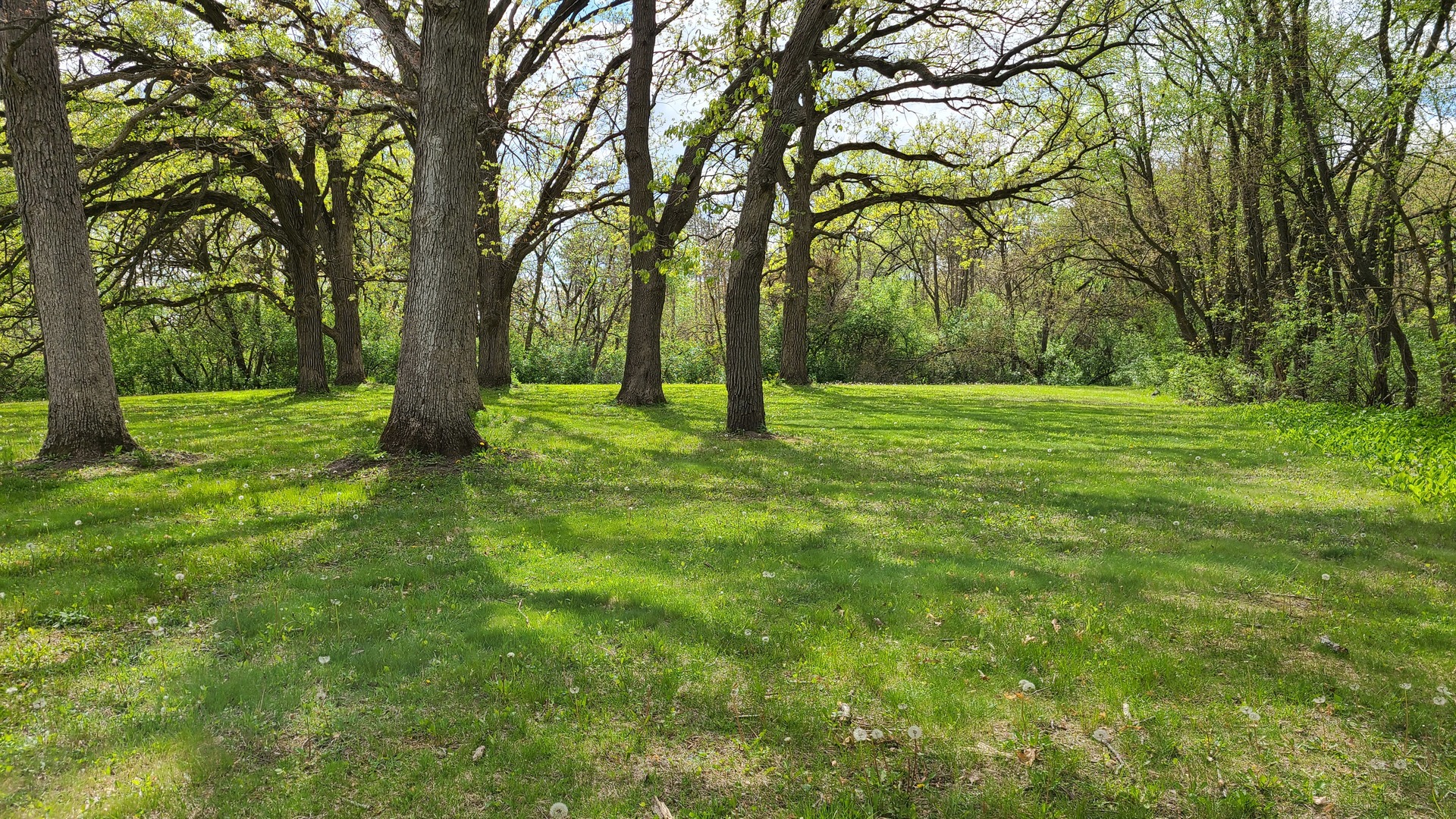 41W898 Beith Road Elburn, IL 60119 - Photo 74 of 82 a big yard with lots of green space and trees