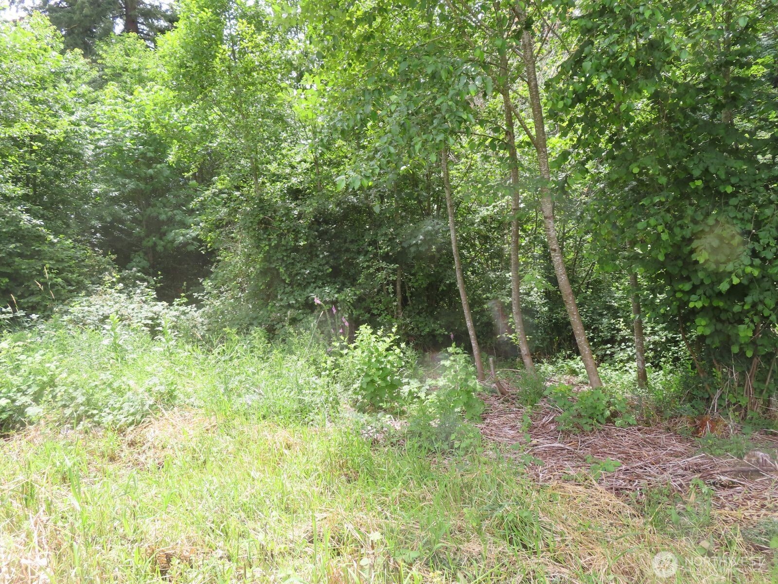 -xxx Coleman Road Mossyrock, WA 98564 - Photo 16 of 20