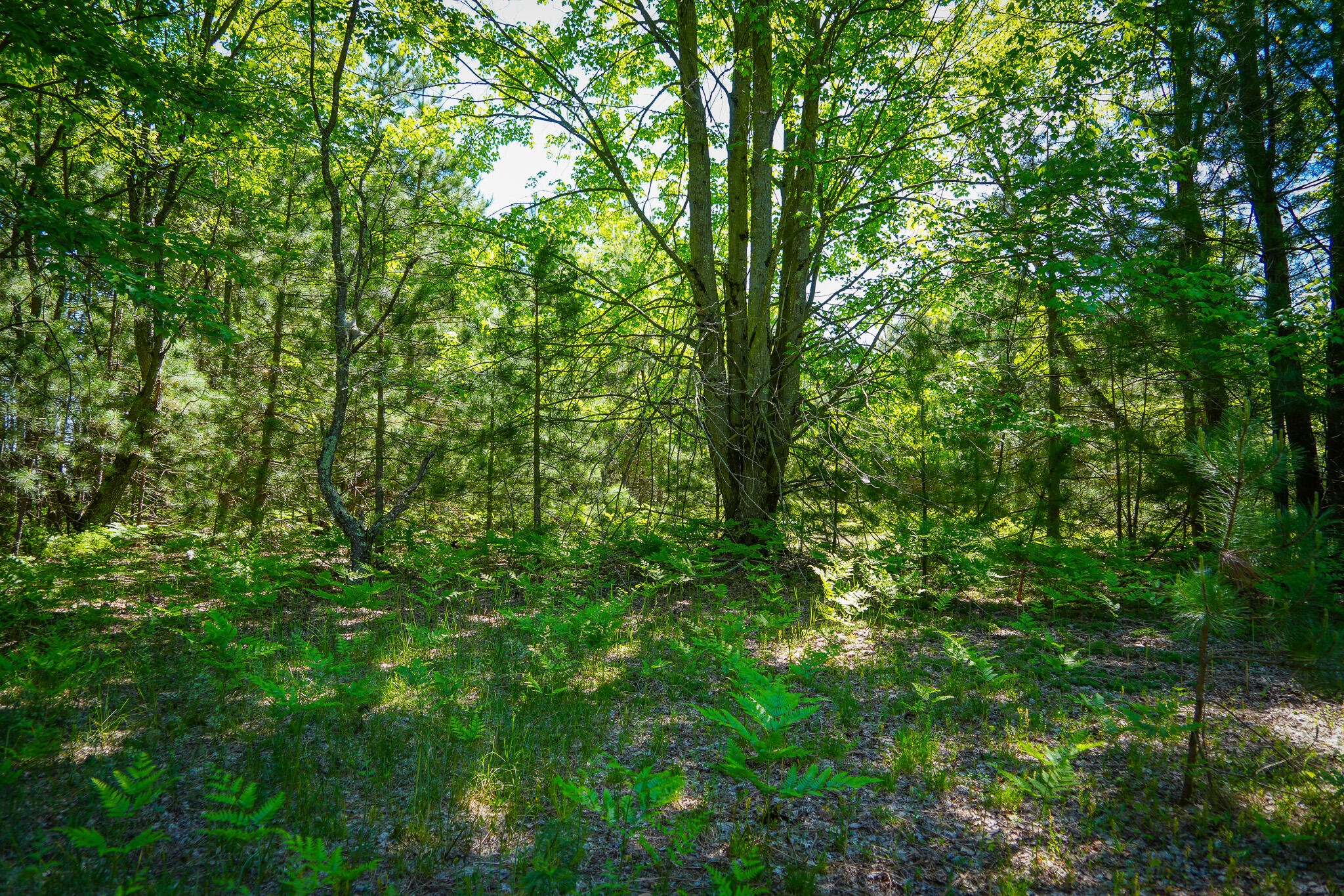 Parcel C Niemi Road Kaleva, MI 49645 - Photo 21 of 28 DSC00244