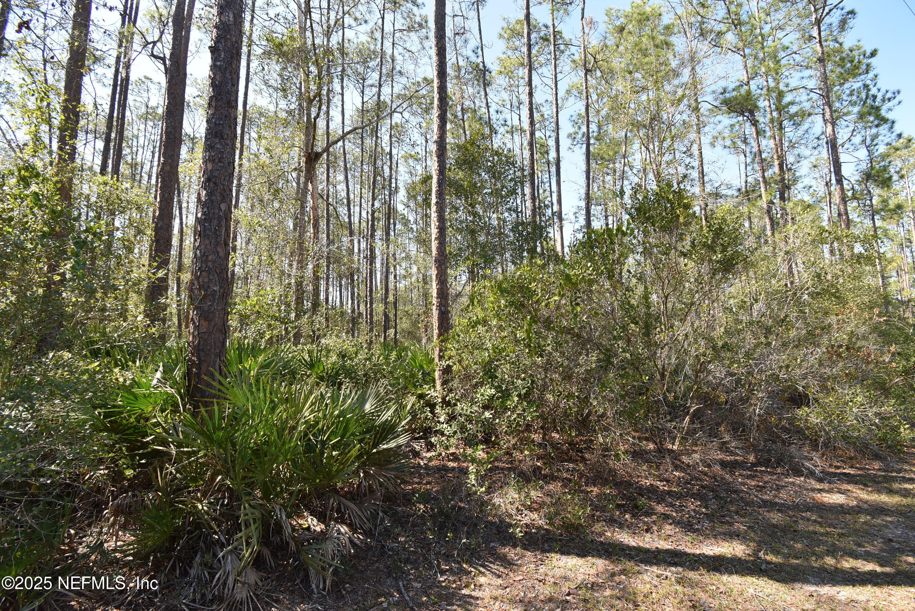 Lot 34 Whispering Pines Road Georgetown, FL 32139 - Photo 7 of 9 DSC_0302