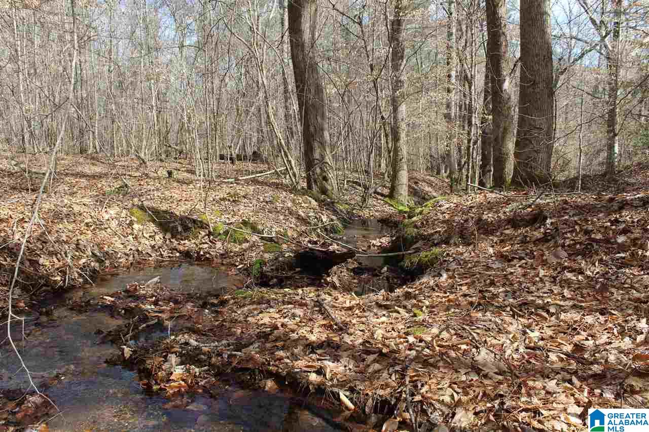 0 County Road 893 Heflin, AL 36264 - Photo 6 of 17