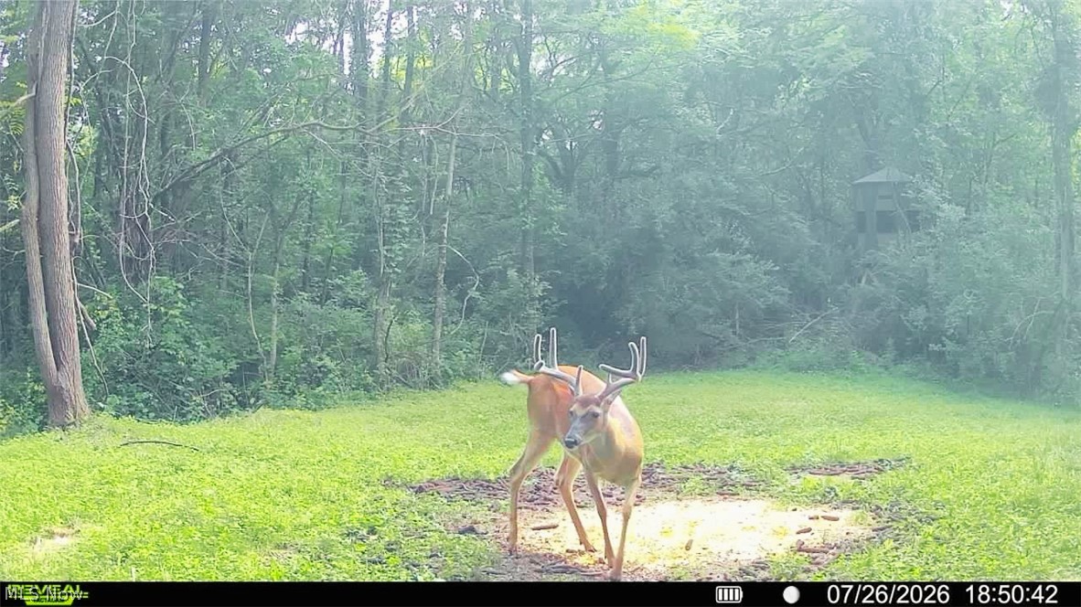 Groves Hill Road Caldwell, OH 43724 - Photo 11 of 44 Additional content