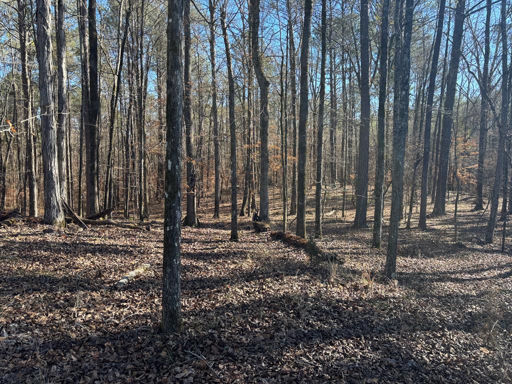 0 Carl Mathis Road Talbotton, GA 31827 - Photo 1 of 14 Main View