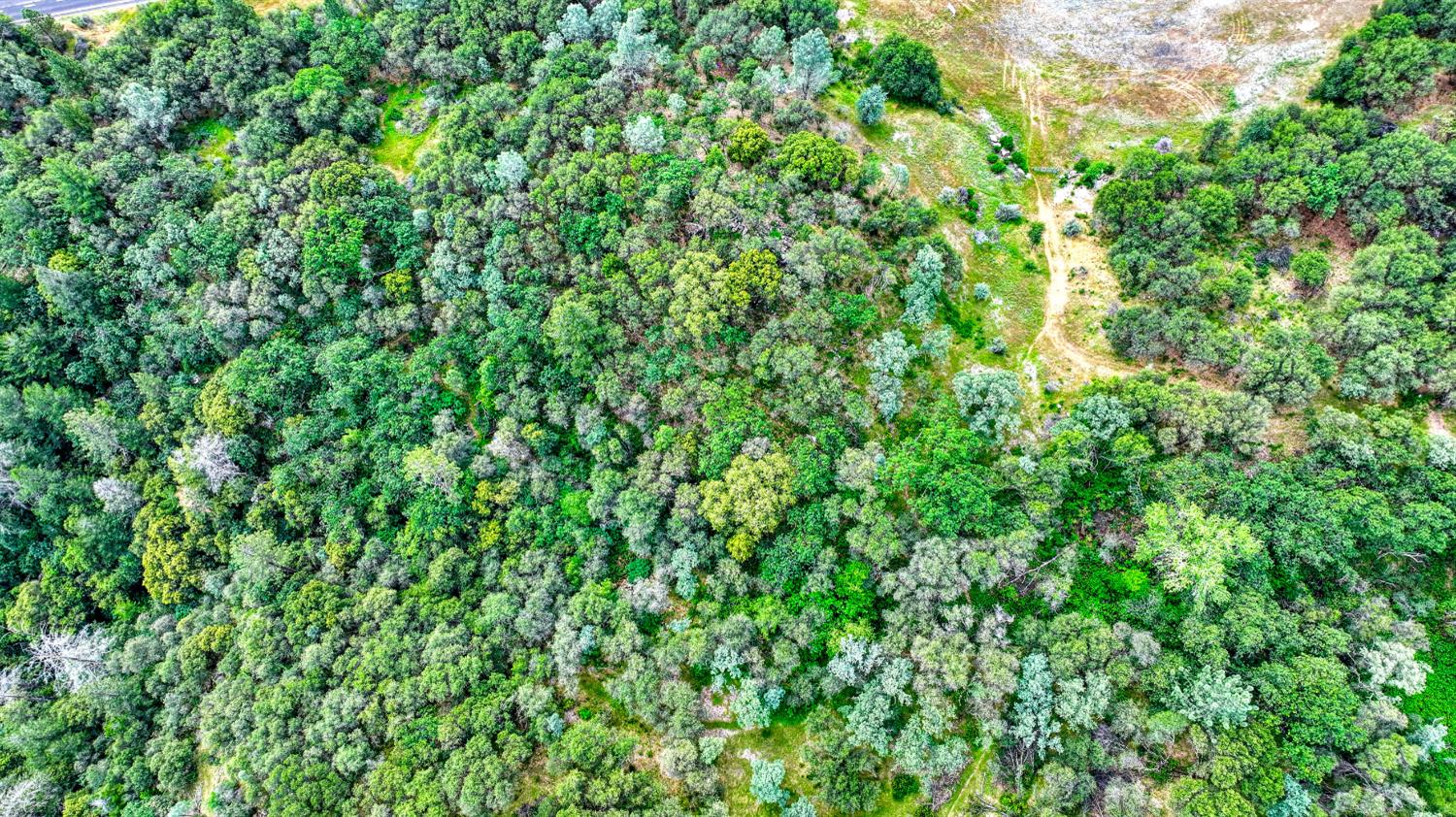 0 Fern Place Auburn, CA 95603 - Photo 13 of 17 a view of a lush green forest