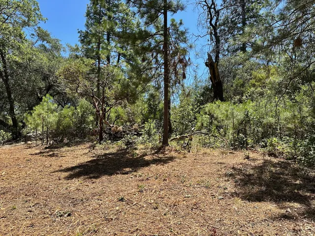 a view of a dirt road with trees