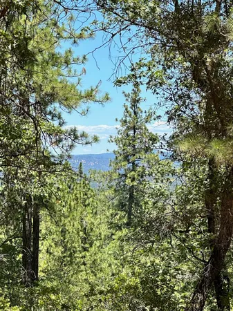 a close up of a plant