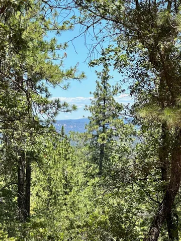 a close up of a plant