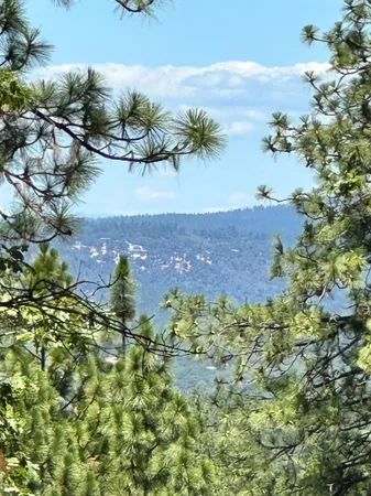 a view of a yard with trees
