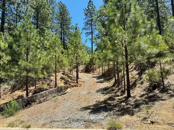 a view of a yard with plants and trees