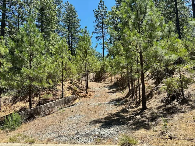 a view of a yard with plants and trees