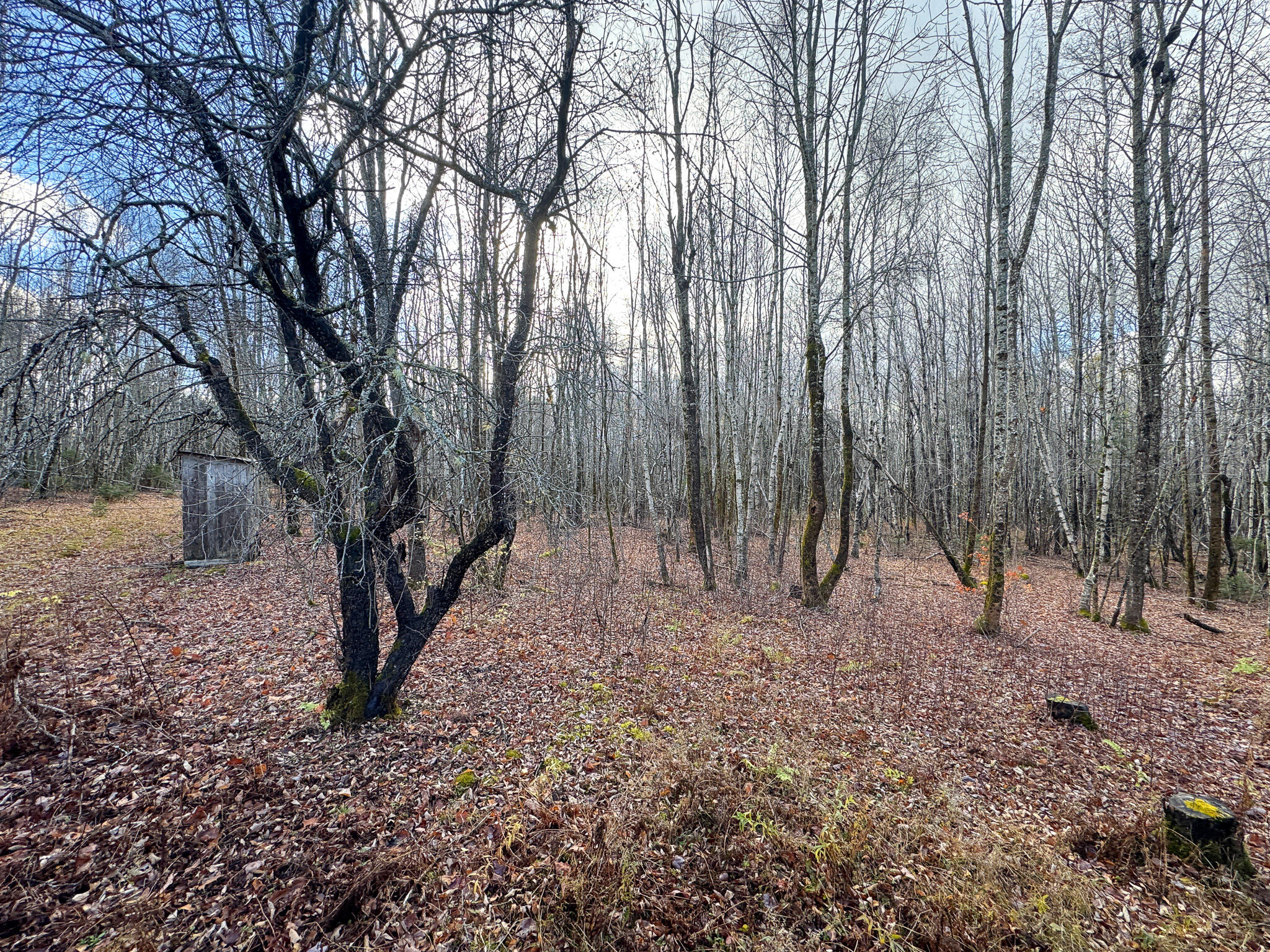 Tbd Lowell Road Carroll Plt, ME 04487 - Photo 15 of 30 15