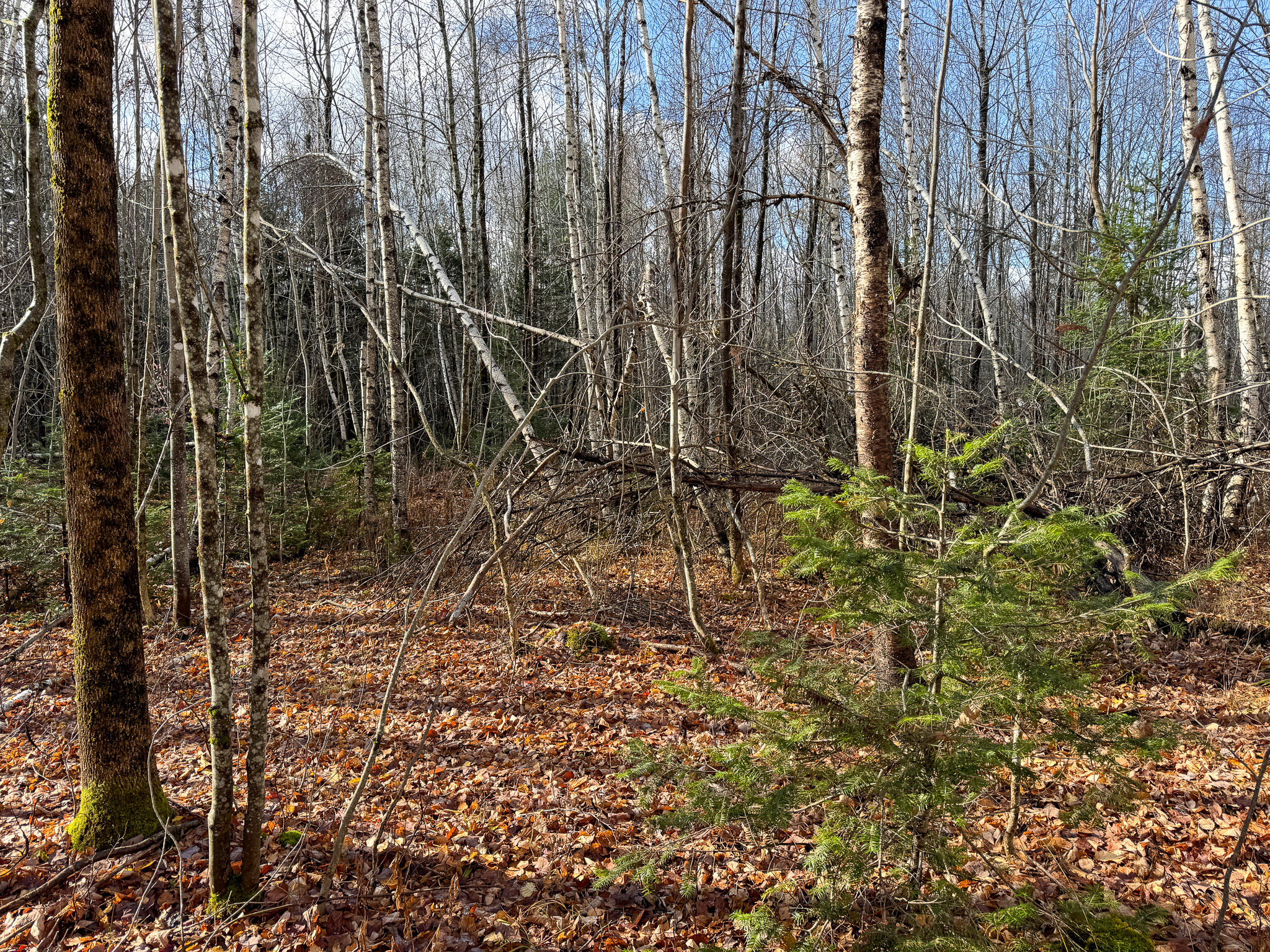 Tbd Lowell Road Carroll Plt, ME 04487 - Photo 19 of 30 19