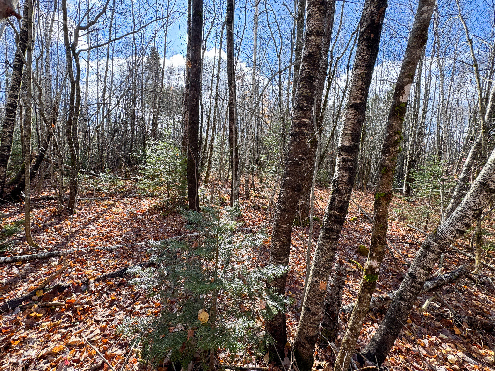 Tbd Lowell Road Carroll Plt, ME 04487 - Photo 21 of 30 21