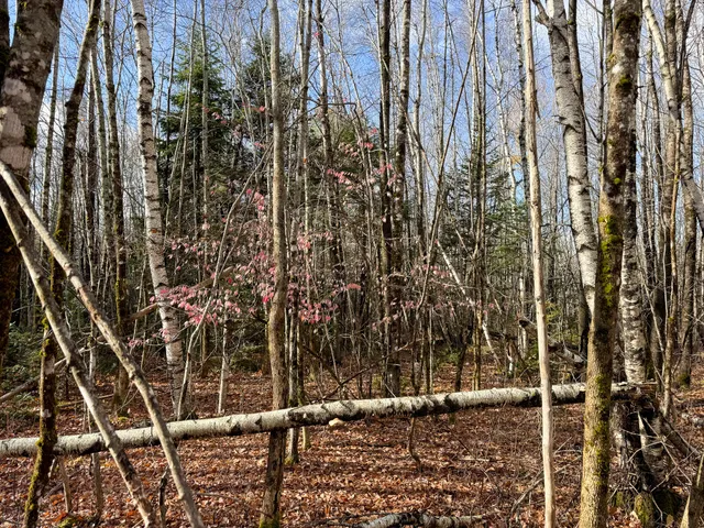 $249,000 | Tbd Lowell Road, Carroll Plt, ME 04487
