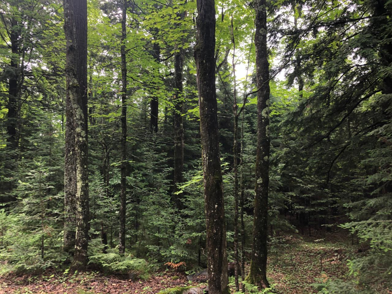Lot #1 Columbus Lake Road, Unit ON Eagle River, WI 54521 - Photo 25 of 27 Gallery Image 25