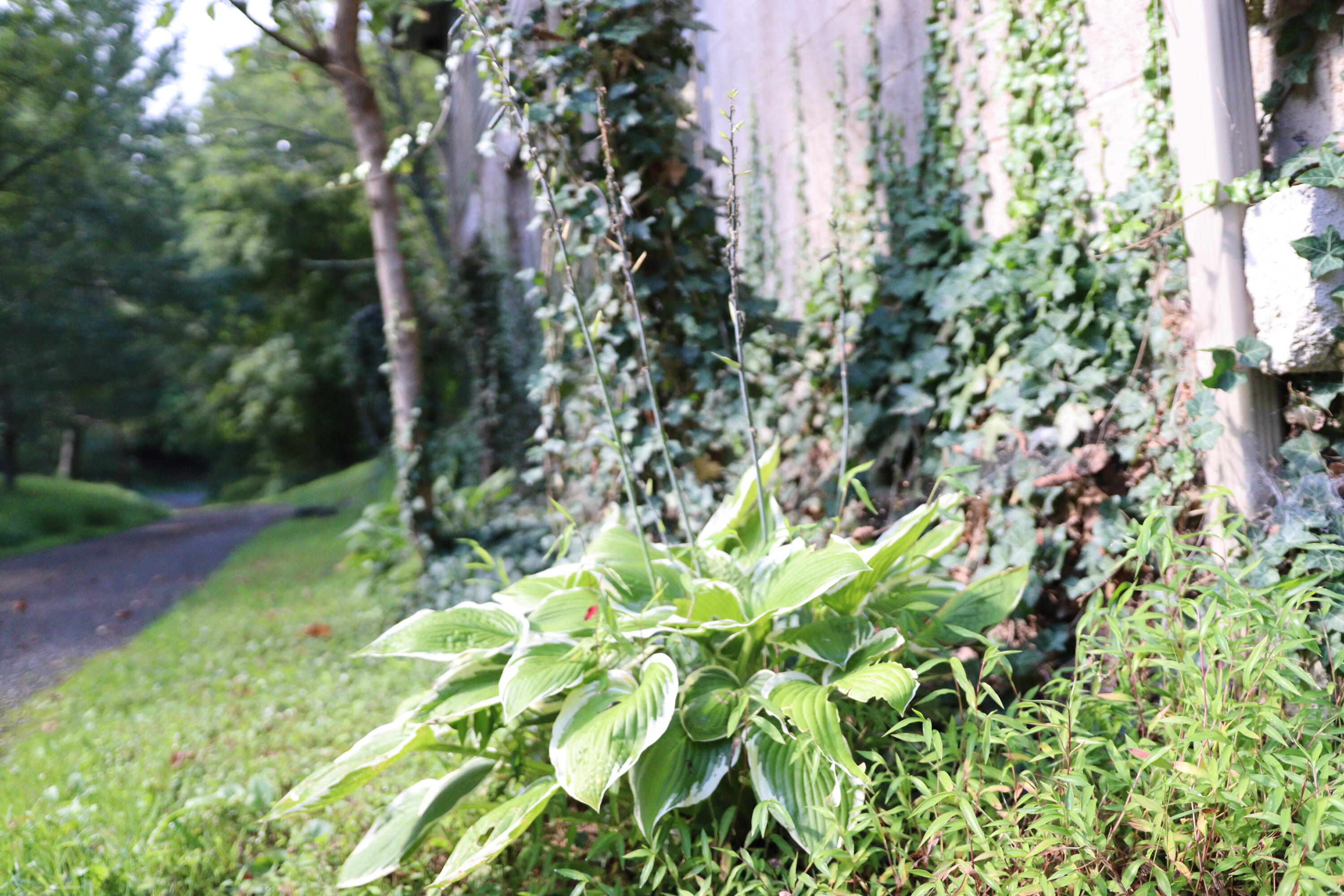 109 Mac Powers Road Unicoi, TN 37692 - Photo 6 of 38 IMG_1835