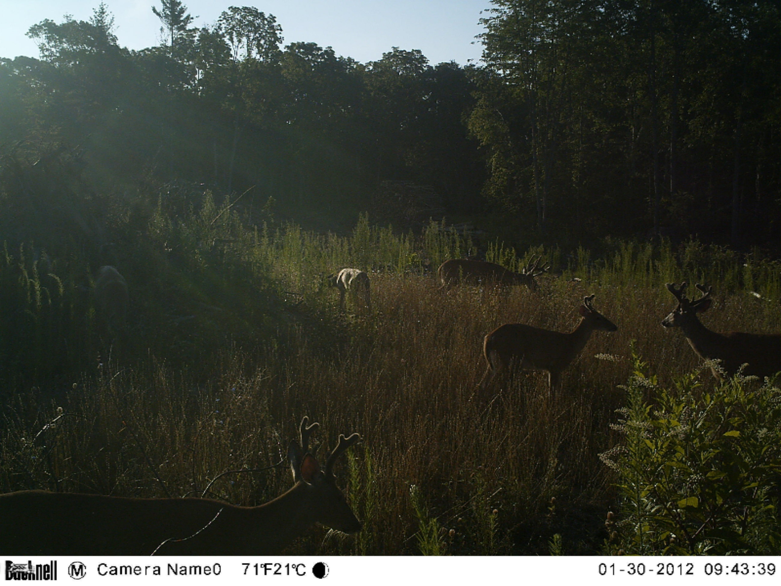 North Arbogast Rd/vacant Morley, MI 49336 - Photo 7 of 7 20 Acre Land
