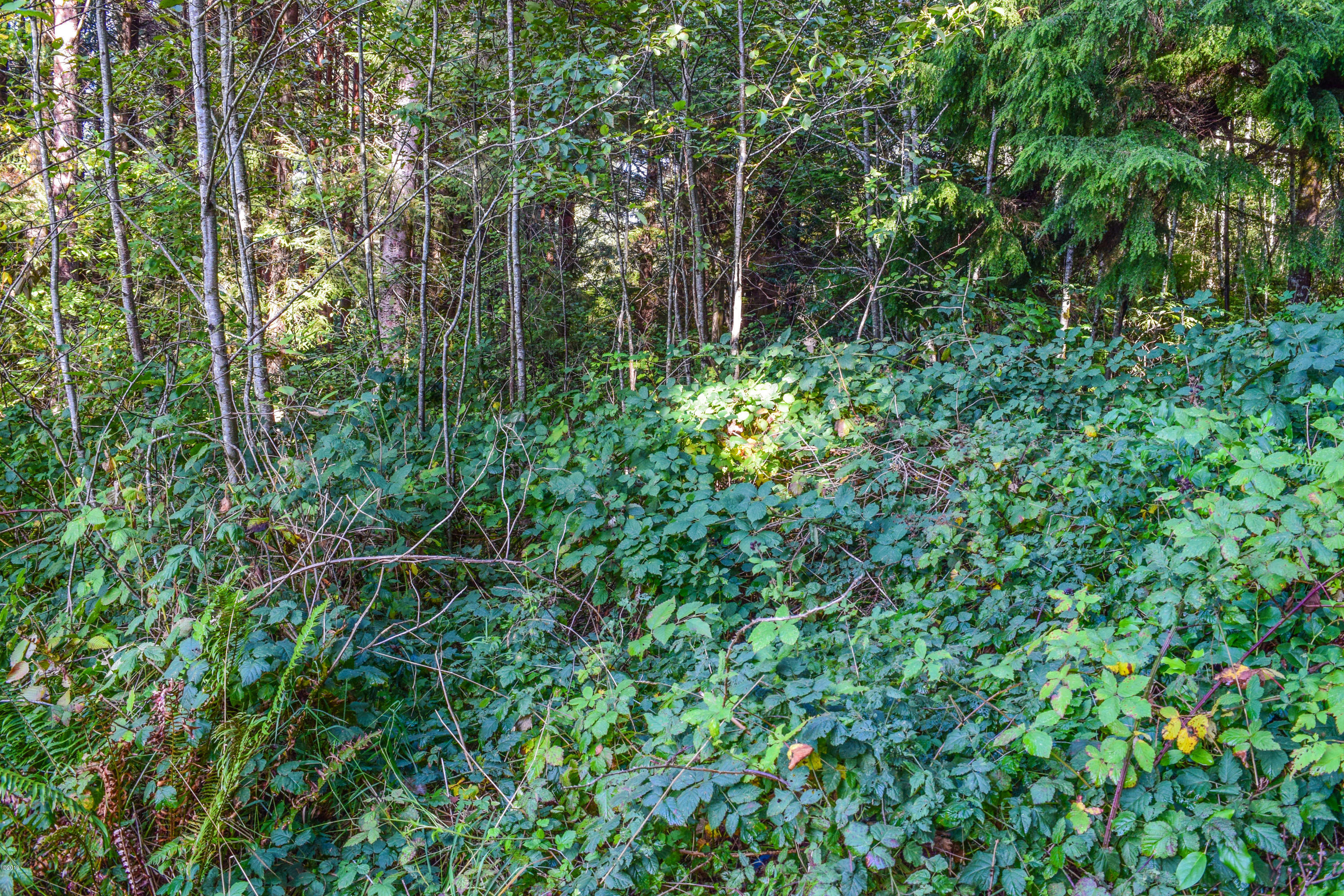 3174 Northeast East Line Road Yachats, OR 97498 - Photo 6 of 12 East Line