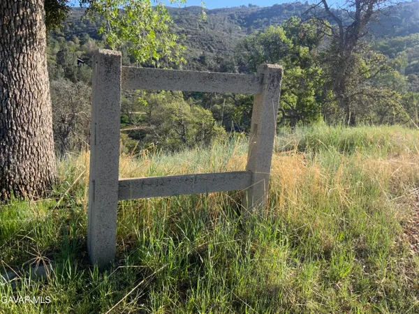 a view of a yard with plants and large trees