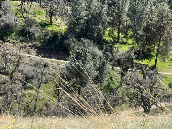 a view of a yard with plants and trees