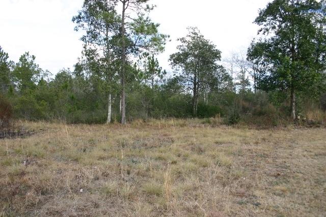 6540 Possum Ridge Road Crestview, FL 32539 - Photo 18 of 23 a view of a forest with trees in the background