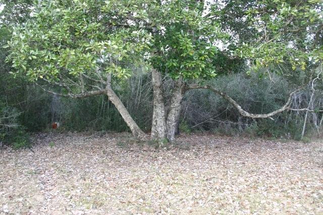 6540 Possum Ridge Road Crestview, FL 32539 - Photo 21 of 23 a backyard of a house with lots of green space